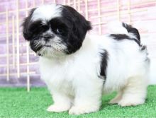 Gorgeous Male and Female Shih Tzu puppies for adoption.