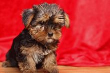 Outstanding A.K.C registered Male and Female Yorkshire Terrier puppies available