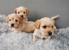 We have nice and healthy Cavachons puppies ready to leave
