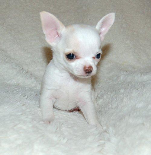 Cute and adorable male and female Chihuahua puppies ready for adoption Image eClassifieds4u