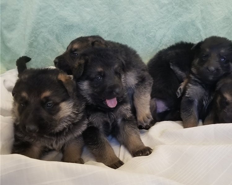Cute and Adorable male and female German Shepherd puppies ready for adoption. Image eClassifieds4u
