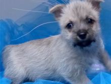 Amazing male and female Cairn terrier pups available Image eClassifieds4U