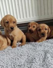 Cute male and female Labrador Retriever puppies for adoption Image eClassifieds4U