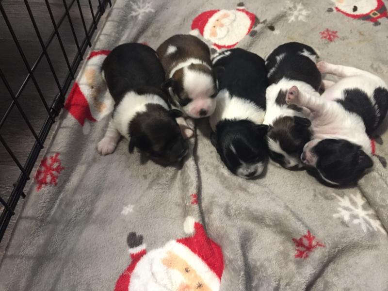 Havanese Lhasa apso mix puppies 4 males Image eClassifieds4u