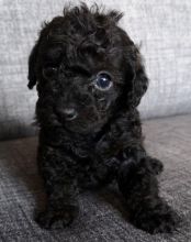 toy poodle puppies for sale Image eClassifieds4u 2