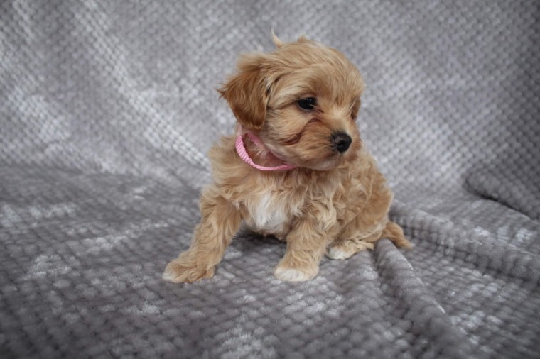 toy poodle puppies for sale Image eClassifieds4u