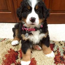 Affectionate berneses mount Puppies For Adoption