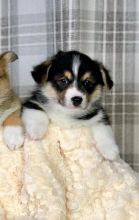 Astonishing C.K.C Pembroke Welsh Corgi Puppies For Adoption