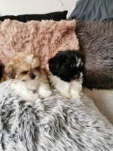 Astonishing malshi Puppies For Adoption