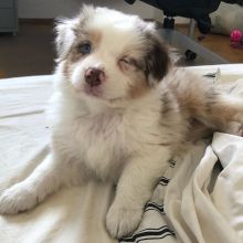 Celebrity Australian shepherd Puppies For A Good Homes