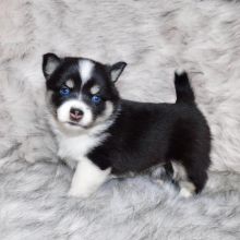 Charming Akc pomsky Puppies For Adoption