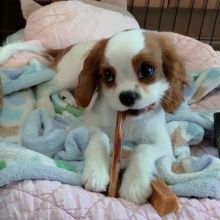 Charming cavilier king charles Puppies For Adoption