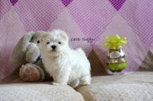 Charming maltese Puppies For Adoption
