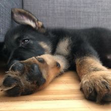 Pedigree German shepherd Puppies Ready For A Forever Home