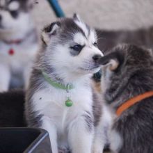 Pedigree Siberian Husky Puppies Ready For A Forever Home