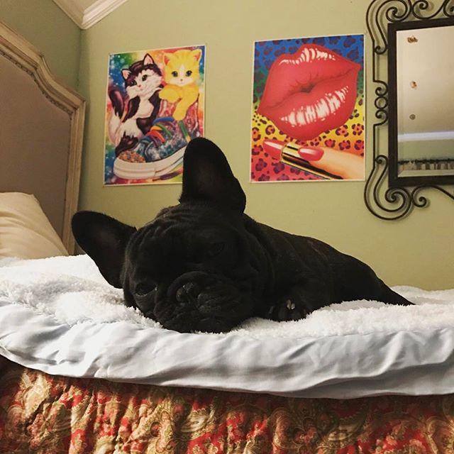 Affectionate French Bulldog Puppies For Adoption Image eClassifieds4u