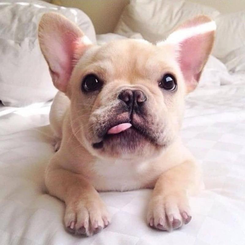Affectionate French Bulldog Puppies For Adoption Image eClassifieds4u