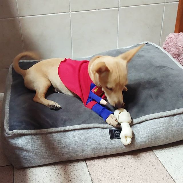 Astonishing C.K.C miniature pinscher Puppies For Adoption Image eClassifieds4u