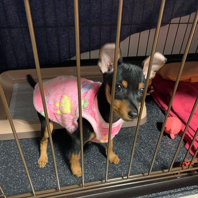 Astonishing C.K.C miniature pinscher Puppies For Adoption Image eClassifieds4u