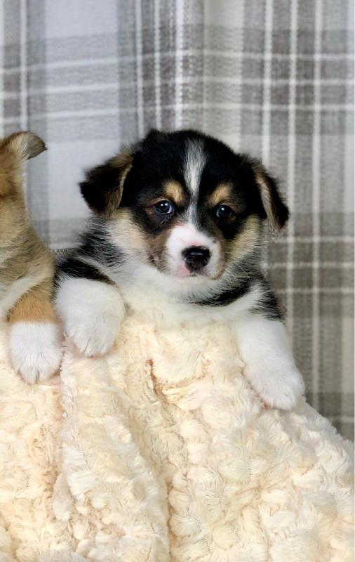 Astonishing C.K.C Pembroke Welsh Corgi Puppies For Adoption Image eClassifieds4u