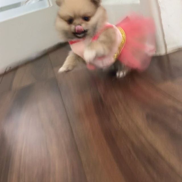 Astonishing pomeranian Puppies For Adoption Image eClassifieds4u