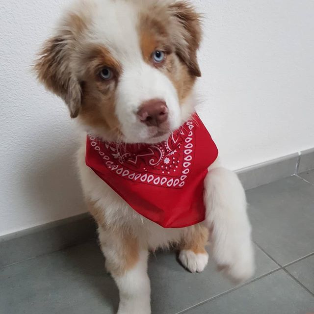 Celebrity Australian shepherd Puppies For A Good Homes Image eClassifieds4u