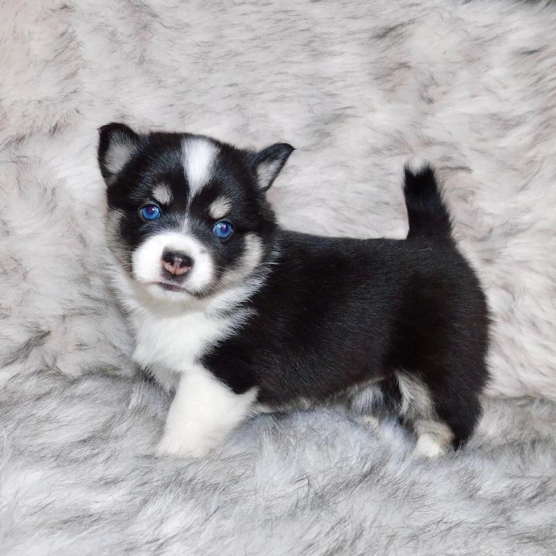 Charming Akc pomsky Puppies For Adoption Image eClassifieds4u