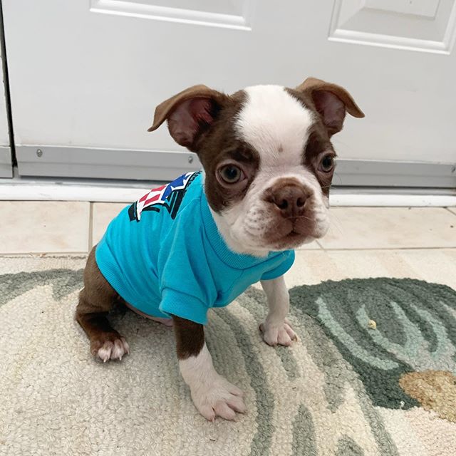 Lovable CKC Reg Boston Terrier Puppies For Adoption Image eClassifieds4u