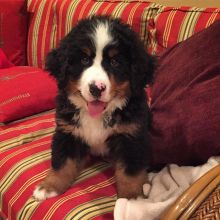 Affectionate berneses mount Puppies For Adoption Image eClassifieds4u 2