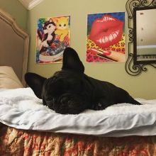 Affectionate French Bulldog Puppies For Adoption Image eClassifieds4u 2