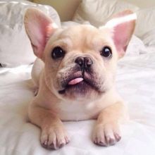 Affectionate French Bulldog Puppies For Adoption Image eClassifieds4u 1