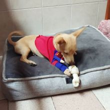 Astonishing C.K.C miniature pinscher Puppies For Adoption Image eClassifieds4u 1