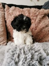 Astonishing malshi Puppies For Adoption Image eClassifieds4u 2