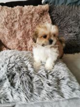 Astonishing malshi Puppies For Adoption Image eClassifieds4u 3