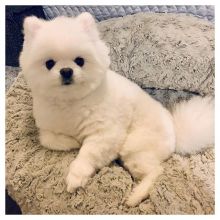 Astonishing pomeranian Puppies For Adoption Image eClassifieds4u 2