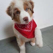 Celebrity Australian shepherd Puppies For A Good Homes Image eClassifieds4u 2