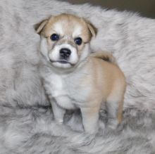 Charming Akc pomsky Puppies For Adoption Image eClassifieds4u 2