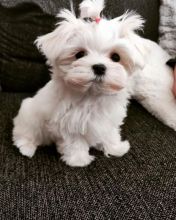 Charming maltese Puppies For Adoption Image eClassifieds4u 2