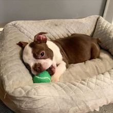 Lovable CKC Reg Boston Terrier Puppies For Adoption Image eClassifieds4u 2