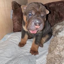 Pedigree sharpie Puppies Ready For A Forever Home Image eClassifieds4u 2