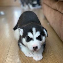 Pedigree Siberian Husky Puppies Ready For A Forever Home Image eClassifieds4u 2