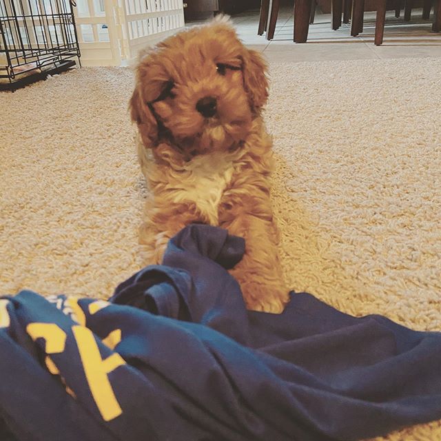 Pedigree cavapoo Puppies Ready For A Forever Home Image eClassifieds4u