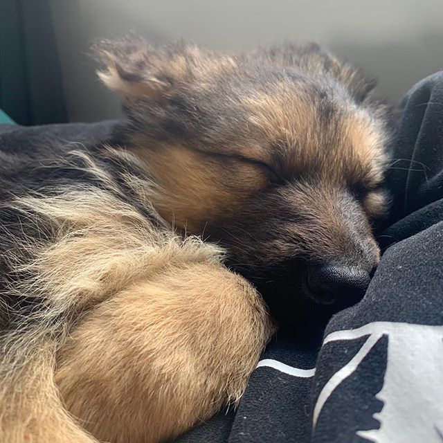 Pedigree German shepherd Puppies Ready For A Forever Home Image eClassifieds4u