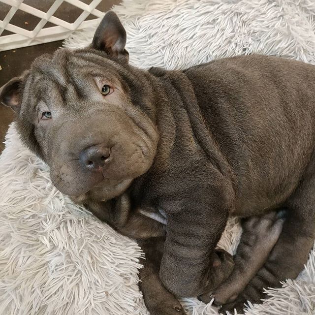 Pedigree sharpie Puppies Ready For A Forever Home Image eClassifieds4u