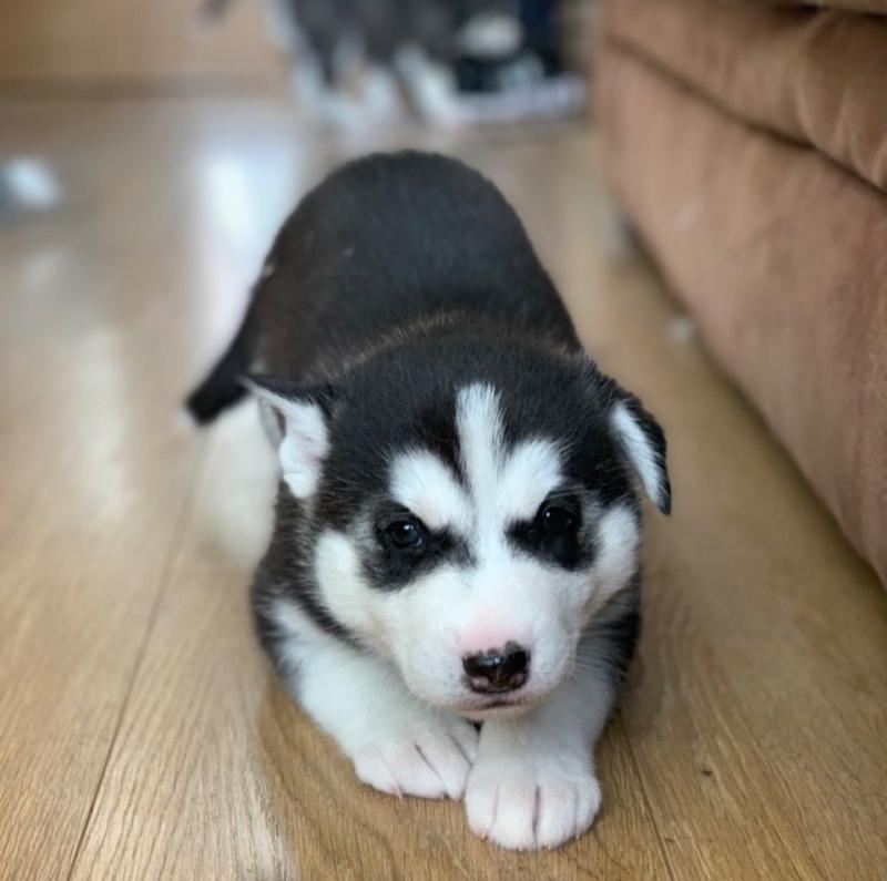 Pedigree Siberian Husky Puppies Ready For A Forever Home Image eClassifieds4u