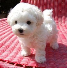 Absolutely Cute White Maltese Puppies Available