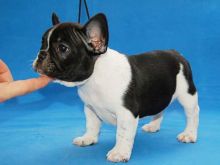 Cute lovely French Bulldog Puppies Ready For New Home.Email. morganpup1990@yahoo.com