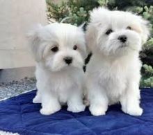 Two Adorable White Maltese puppies for your family.