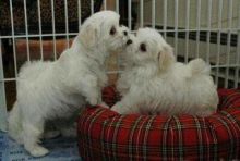 Two Beautiful White Tiny Maltese puppies for your family.