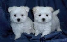 Two Gorgeous White Maltese puppies for your family.